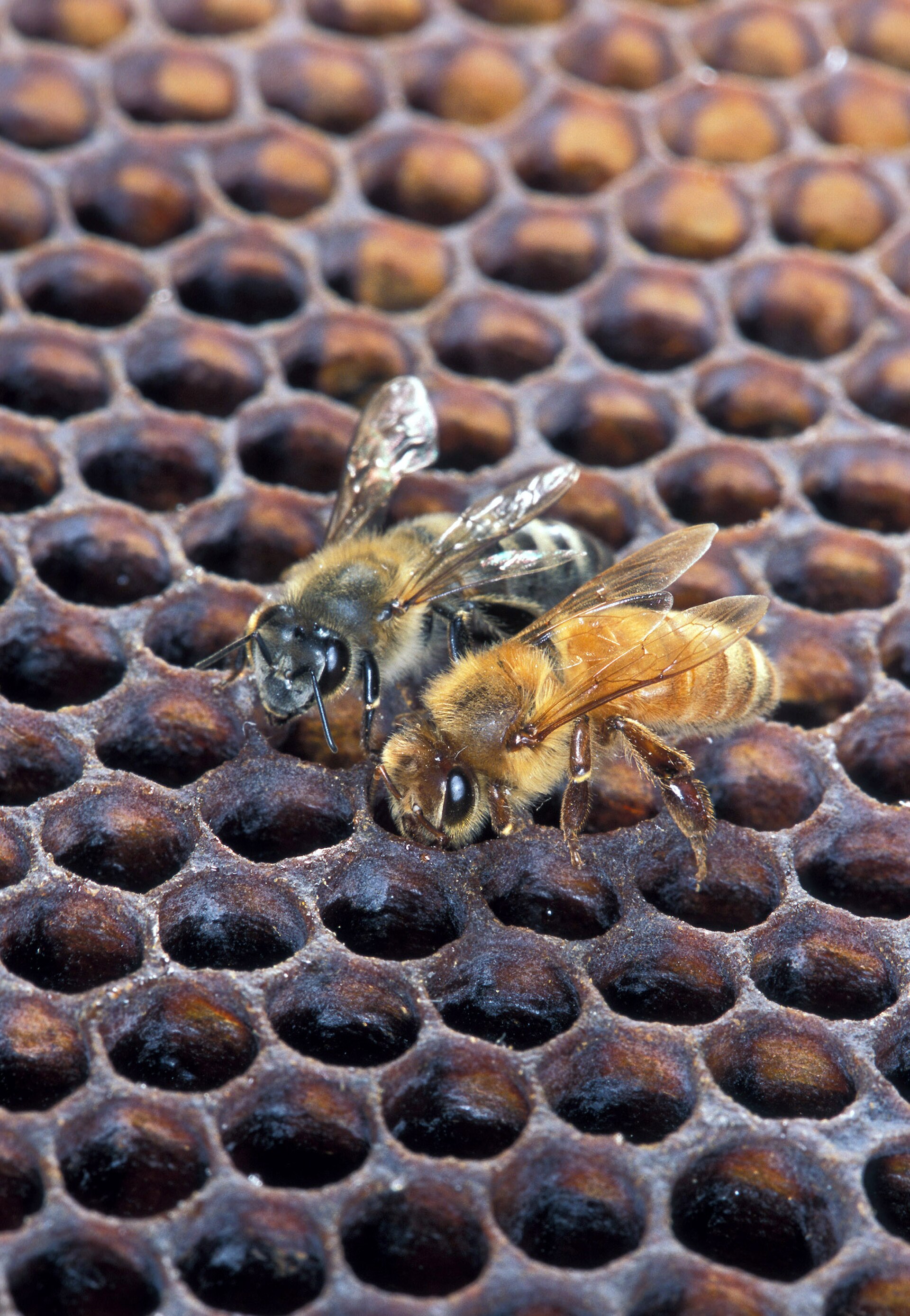 An Africanized honey bee, left, beside a European honey bee, the same species in different forms. Credit: Scott Bauer, USDA Agricultural Research Service (Public domain).