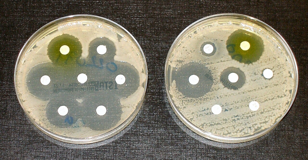 An antibiotic sensitivity plate. Resistance genes carried on mobile elements move between species, which is why resistance spreads much faster than mutation alone would allow.