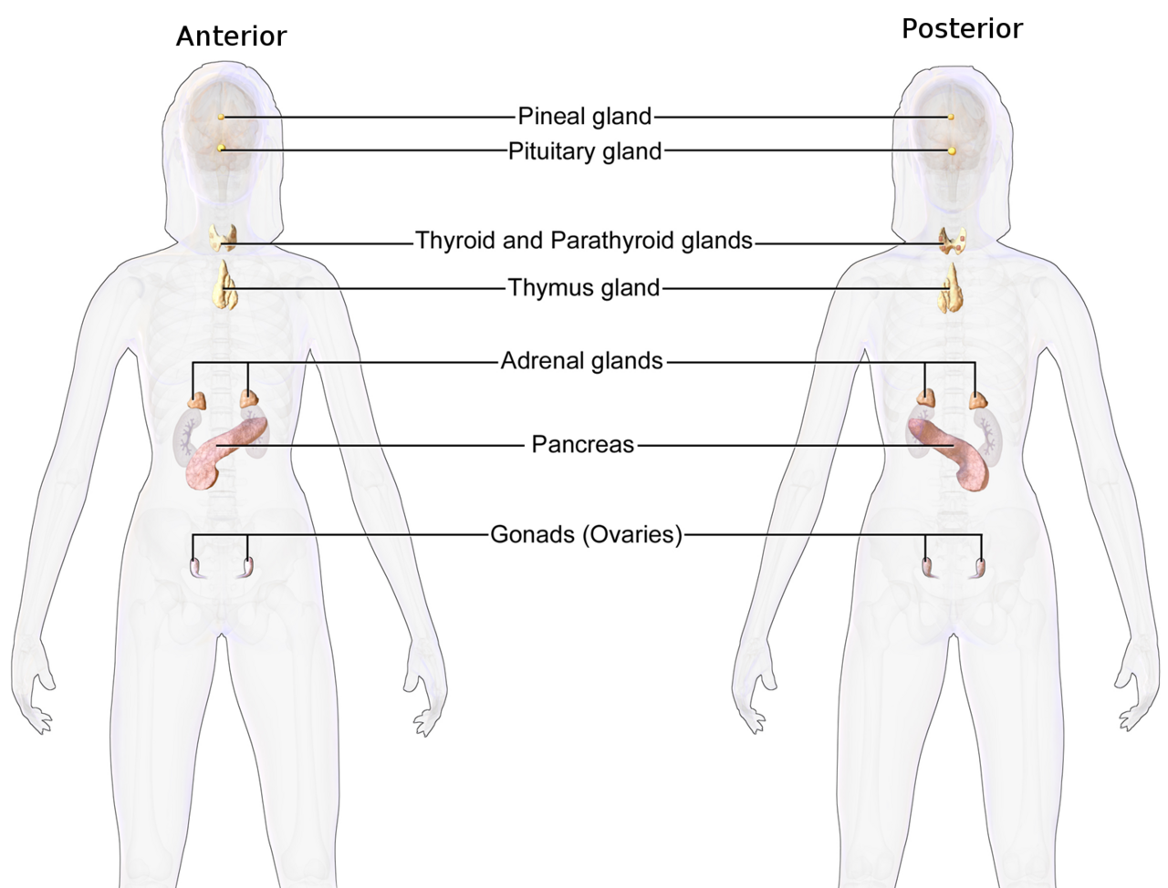 The main endocrine glands. Hormones are released into the blood and act on distant tissues, which is what distinguishes the system from nerve signalling.