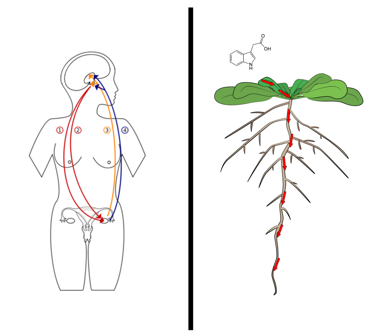 Hormone transport in the circulation. A hormone reaches every tissue and acts only where a receptor is present.