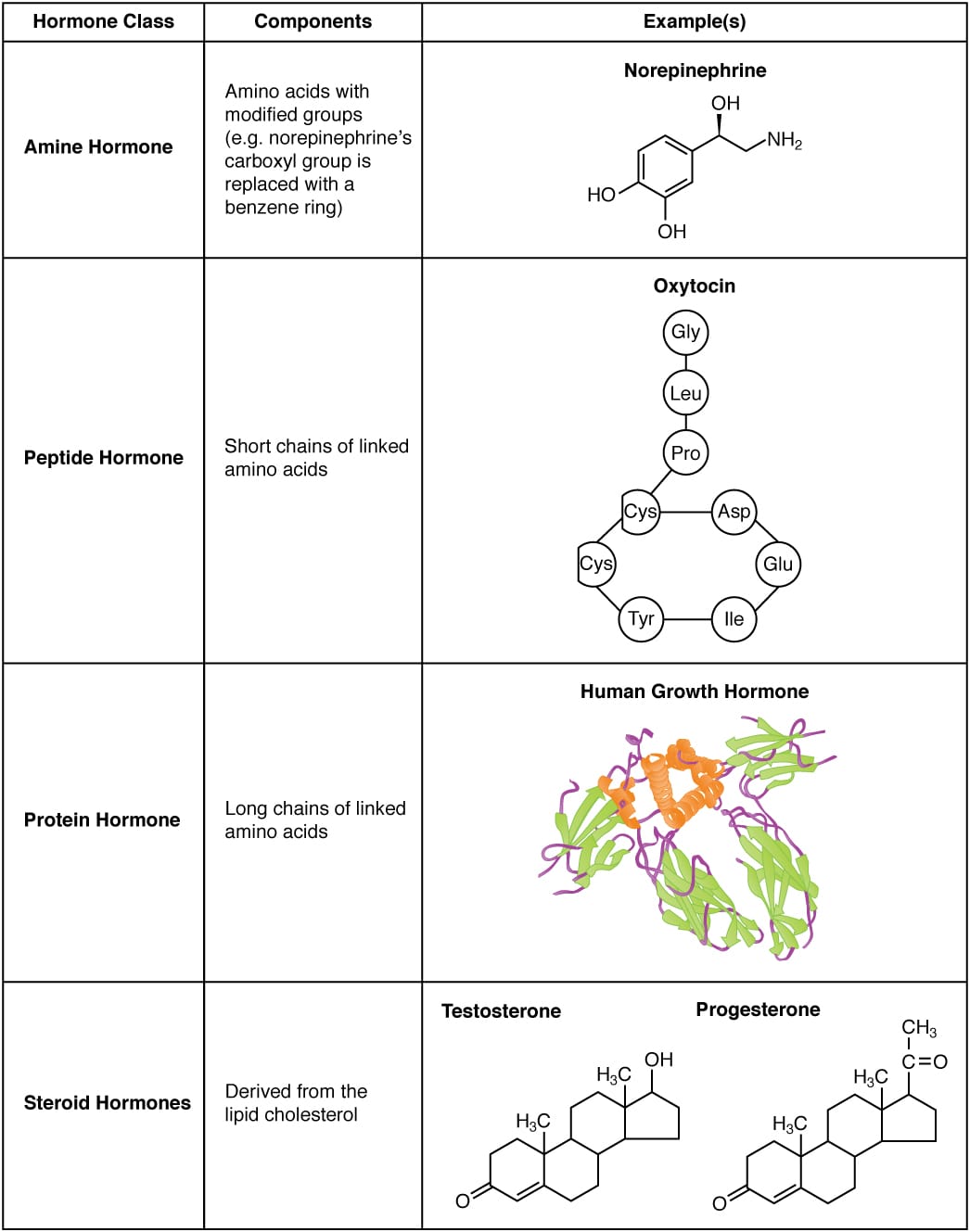 Hormone types by chemical class. Whether a hormone dissolves in water or in fat determines how it travels and where its receptor is.