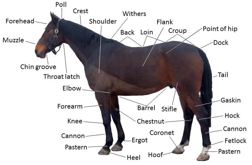 The conventional points of the horse. The vocabulary is old, specific and still in working use, because it describes exactly the places that matter to soundness and fit.
