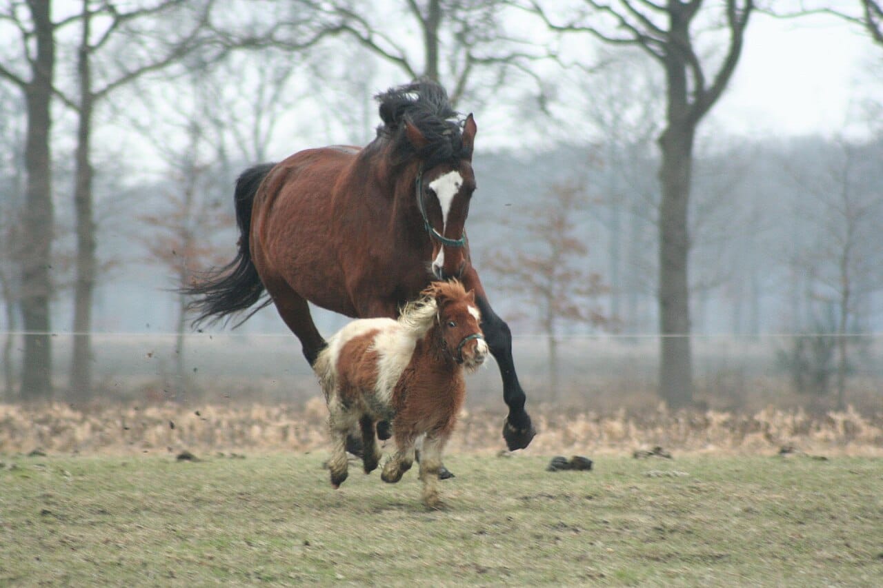 A horse and a pony. The distinction is conventionally set at 14.2 hands at the withers, though build and type matter as much as height and the boundary is a human convention rather than a biological one.