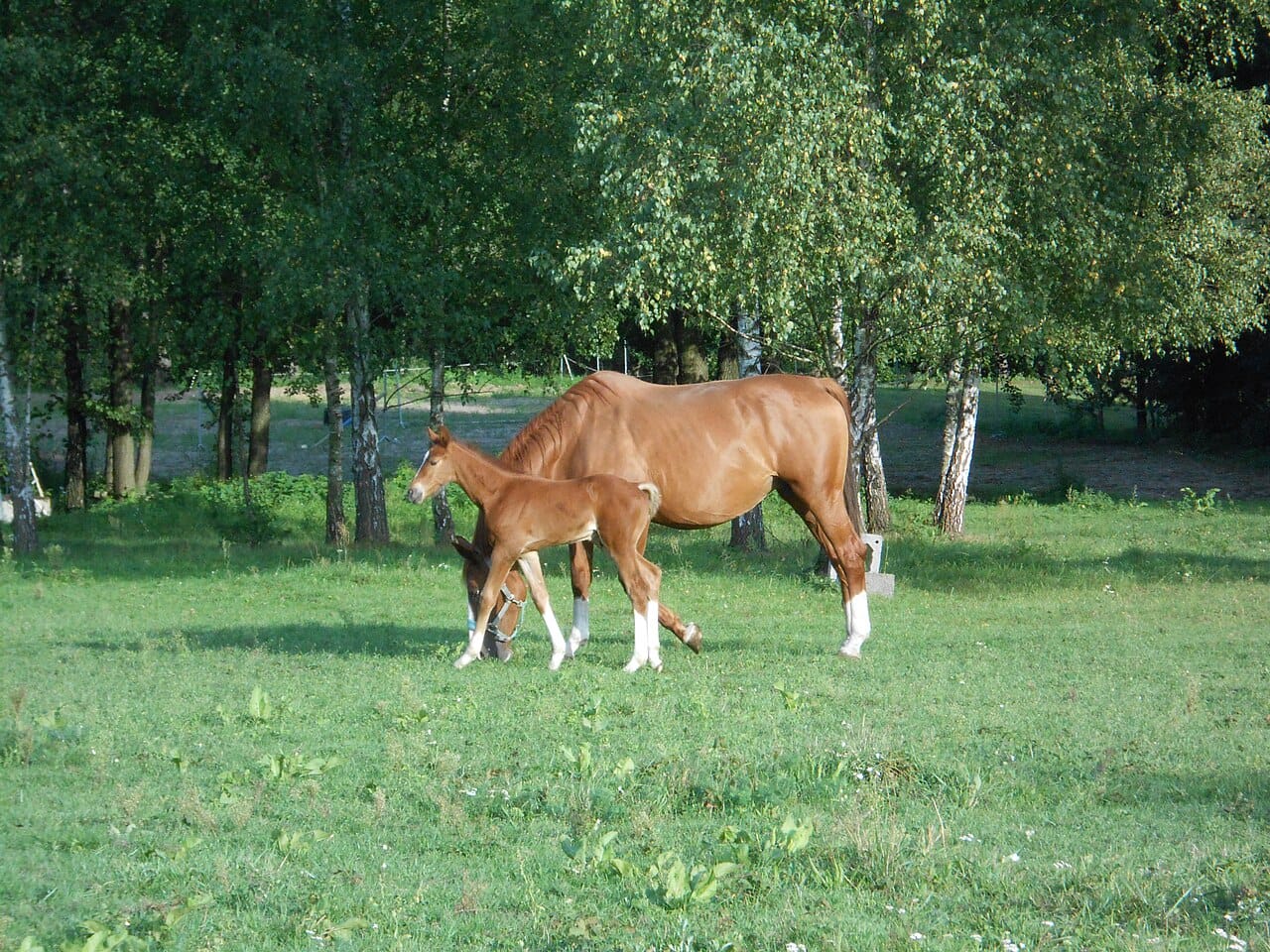 A mare with her foal. Gestation lasts about eleven months and foals are precocial, standing within an hour or two of birth and running within a day.