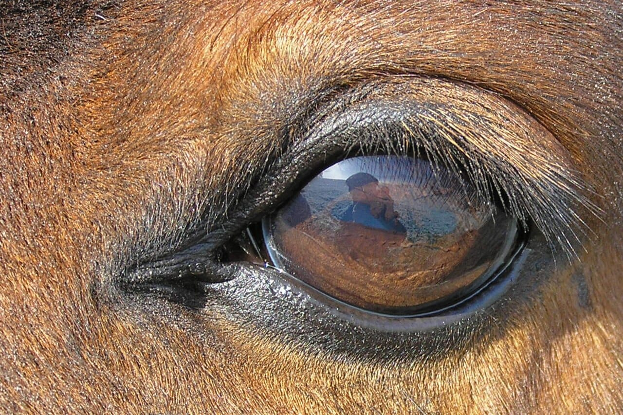 The eye of a horse. Horses have among the largest eyes of any land mammal and a field of view close to 350 degrees, with small blind spots directly in front of and behind them.