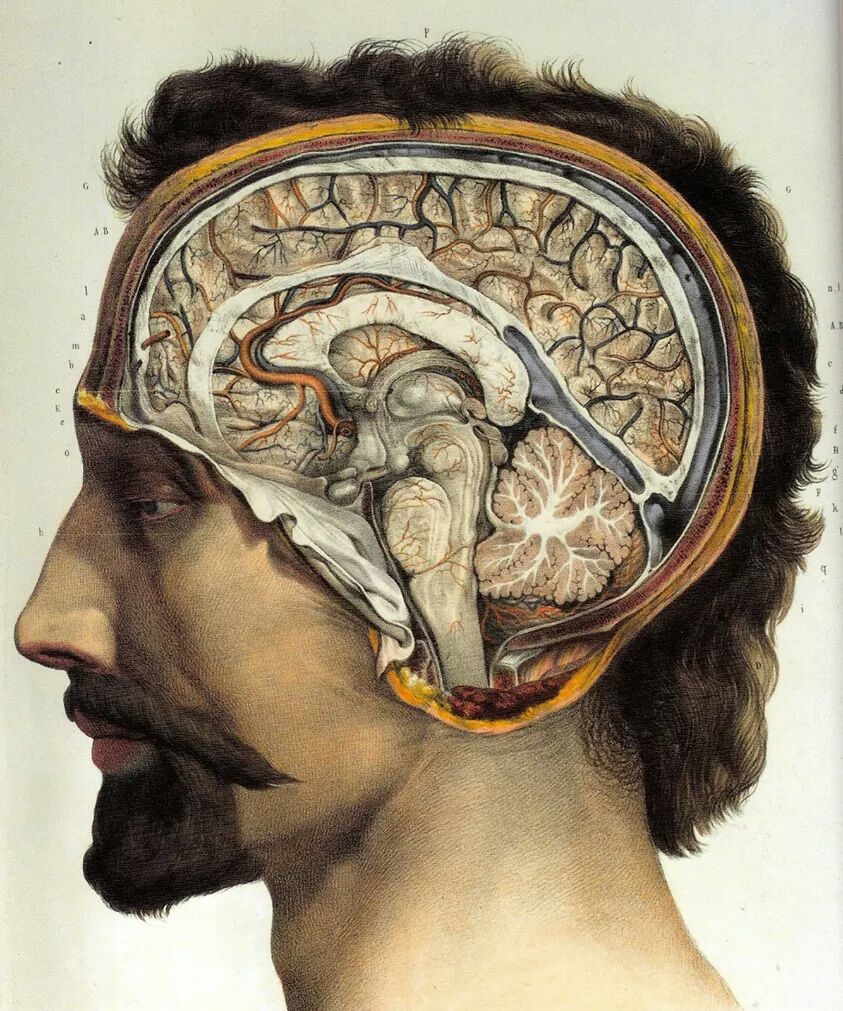 A sagittal section of the human brain, revealing its internal structures. Credit: Erald Mecani (CC BY-SA 3.0).