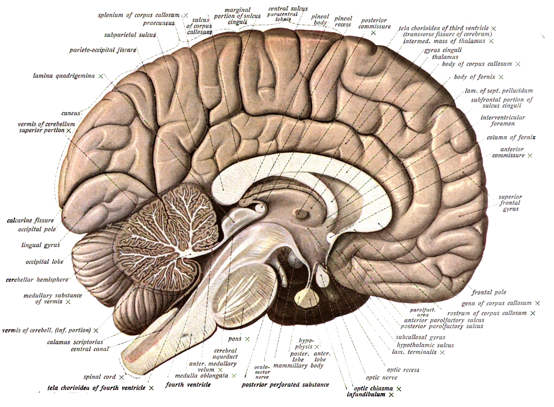 A classic anatomical illustration of the brain, the fruit of centuries of careful study. Credit: Dr. Johannes Sobotta (Public domain).