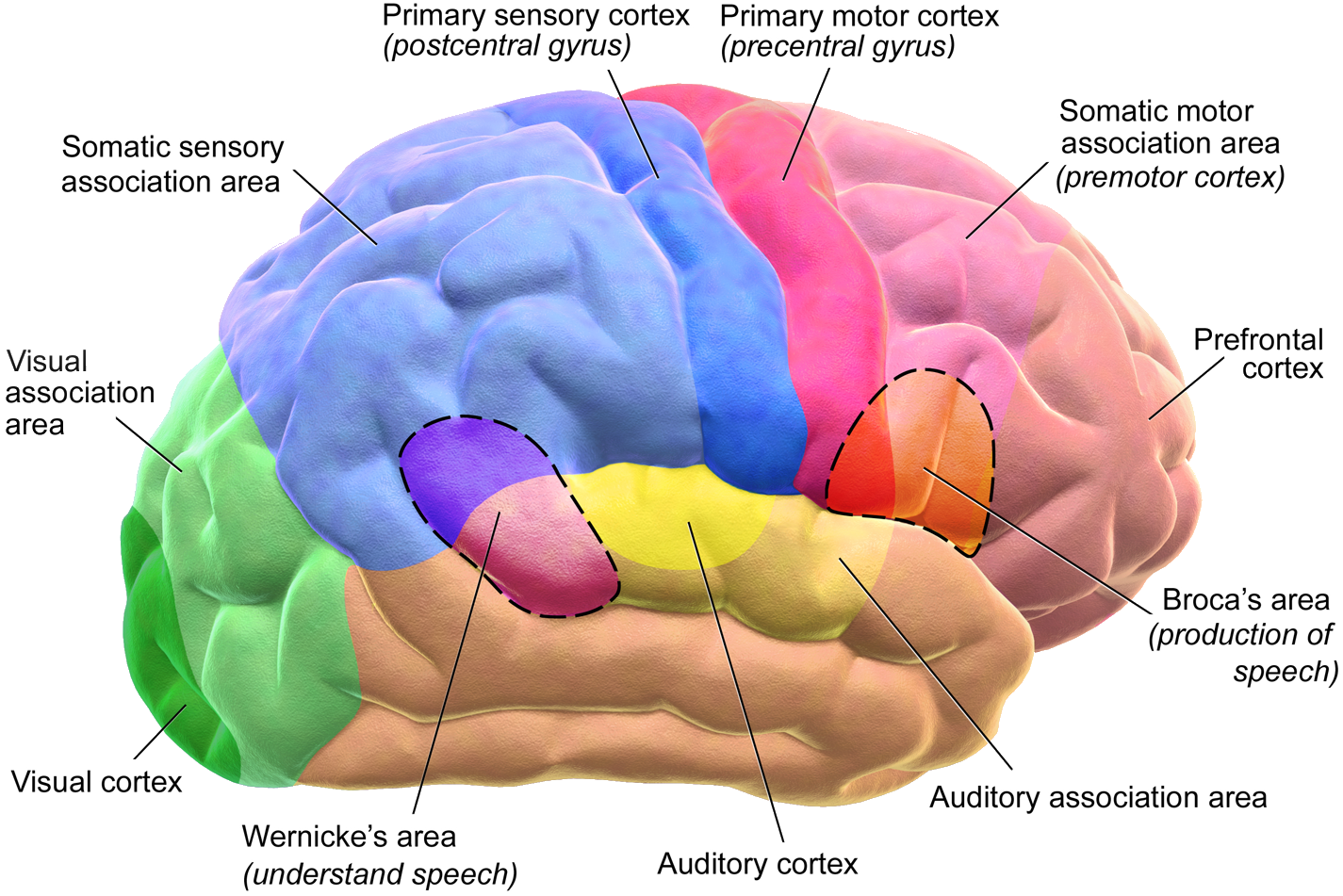 A map of the motor and sensory regions of the cerebral cortex, where movement and sensation are processed. Credit: BruceBlaus. When using this image in external sources it can be cited as: Blausen.com staff (2014). "Medical gallery of Blausen Medical 2014". WikiJournal of Medicine 1 (2). DOI:10.15347/wjm/2014.010. ISSN 2002-4436. (CC BY 3.0).