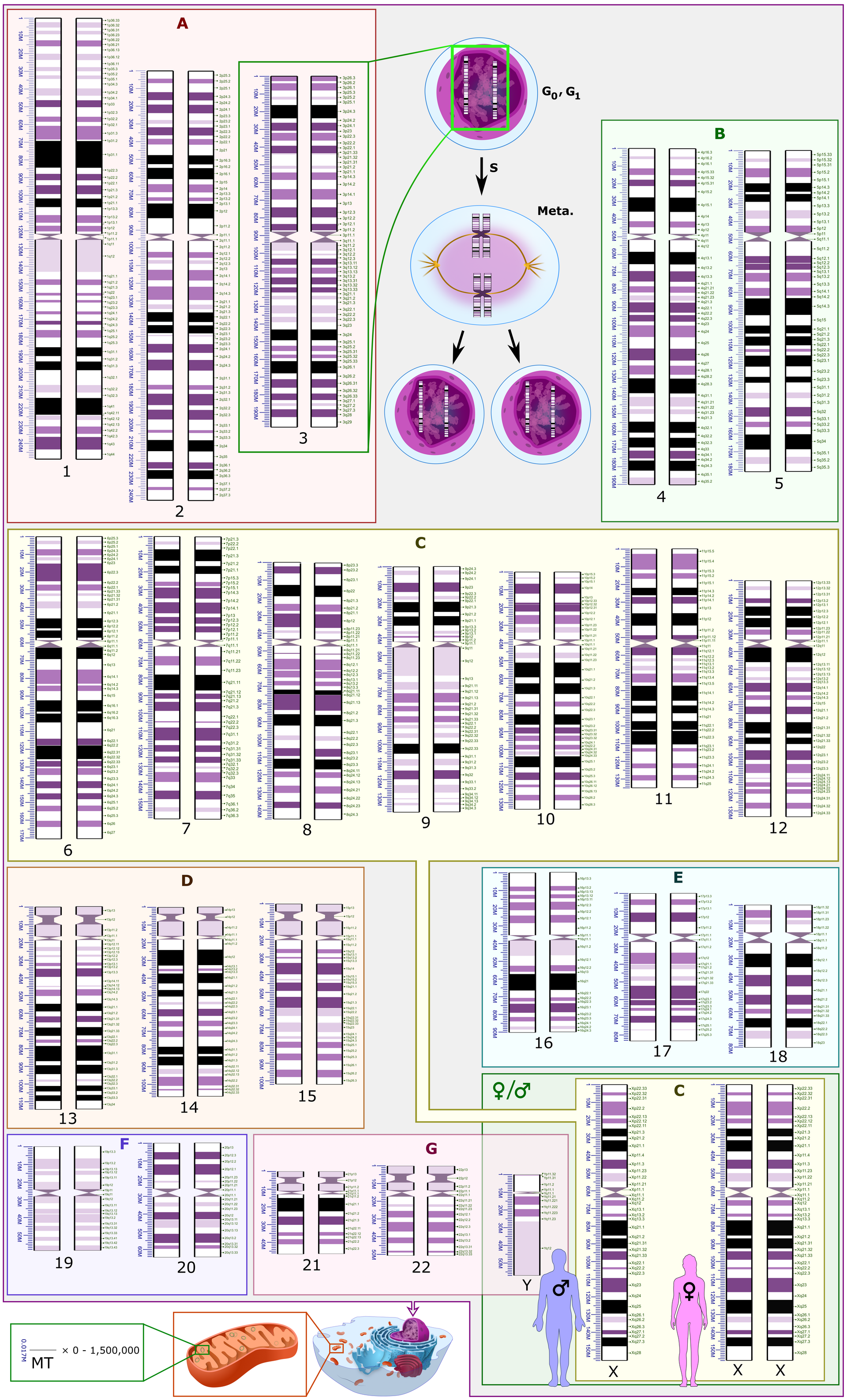 A schematic of the human chromosomes, the packages that hold our DNA.