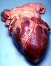 A human heart, the dense knot of muscle that pumps without rest for a lifetime. Credit: en:User:Stanwhit607 (Public domain).