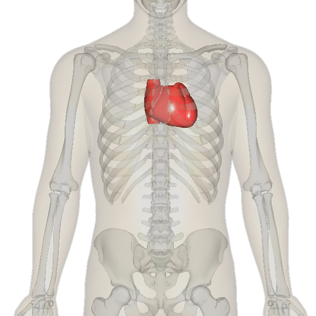 The heart sits in the middle of the chest, between the lungs, tilted slightly to the left. Credit: BodyParts3D/Anatomography (CC BY-SA 2.1 jp).