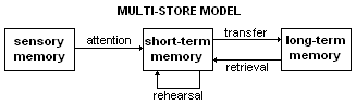 The multi-store model, dividing memory into sensory, short-term and long-term stages. It is a simplification that has been substantially revised and remains the standard first description.