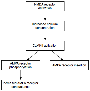 Long-term potentiation, the strengthening of a synapse following repeated activation. It is the leading physical account of how experience alters a neural circuit.