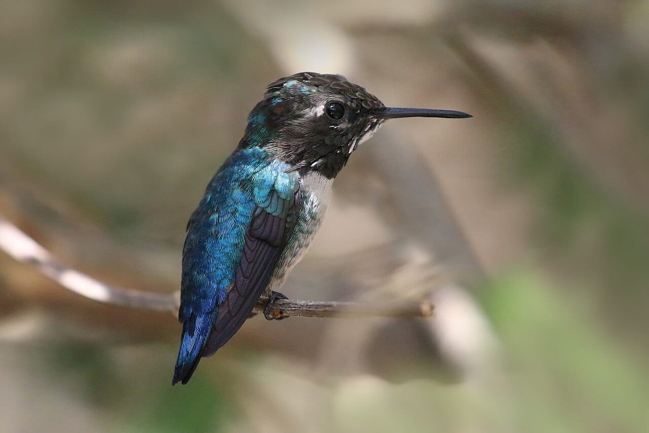 A bee hummingbird, the smallest bird in the world, found only in Cuba. Adults are around six centimetres long and under two grams, of which a substantial fraction is bill and tail feathers.