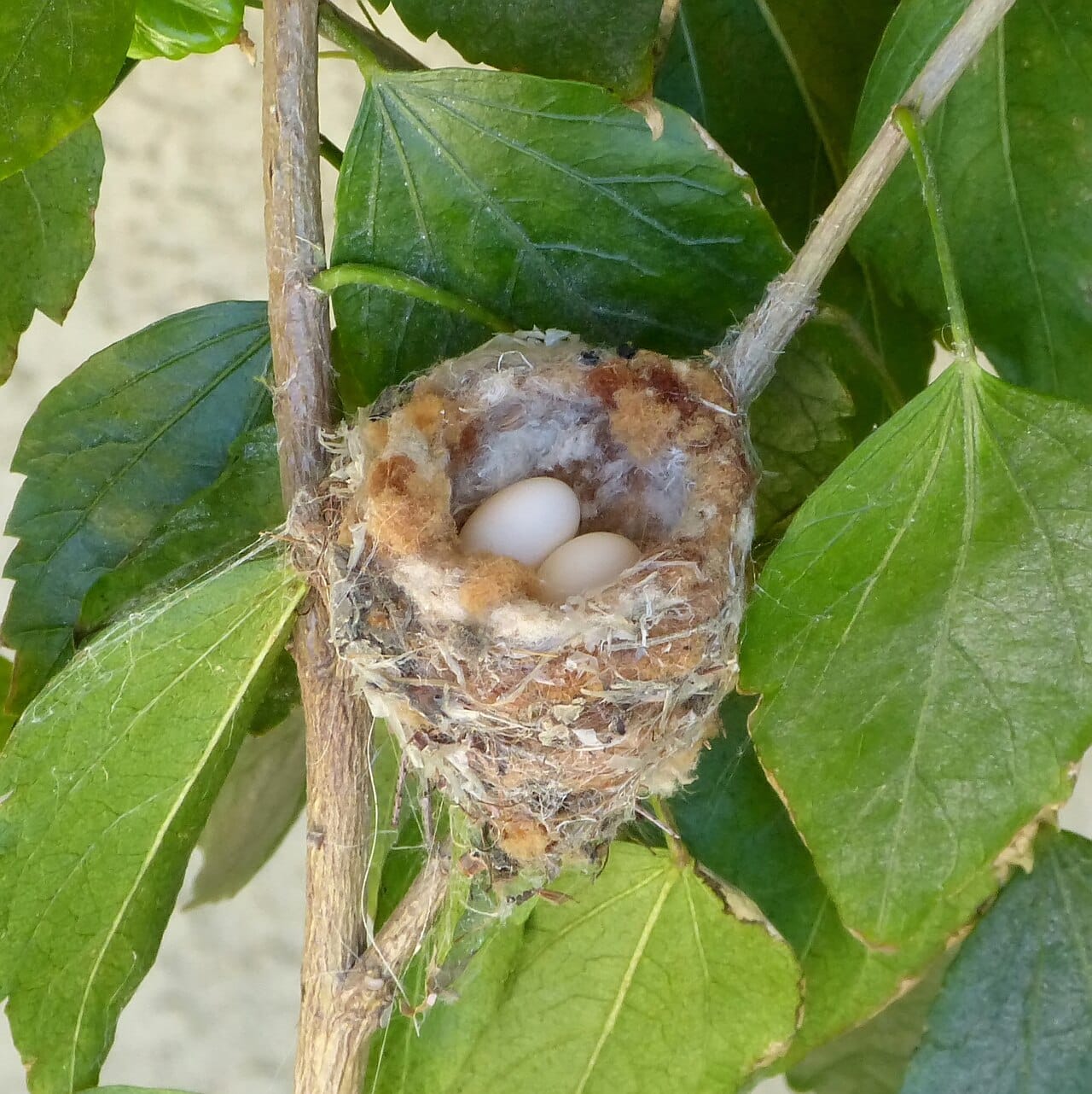 A hummingbird nest. Nests are built of plant down bound with spider silk, which allows the cup to stretch as the chicks grow.