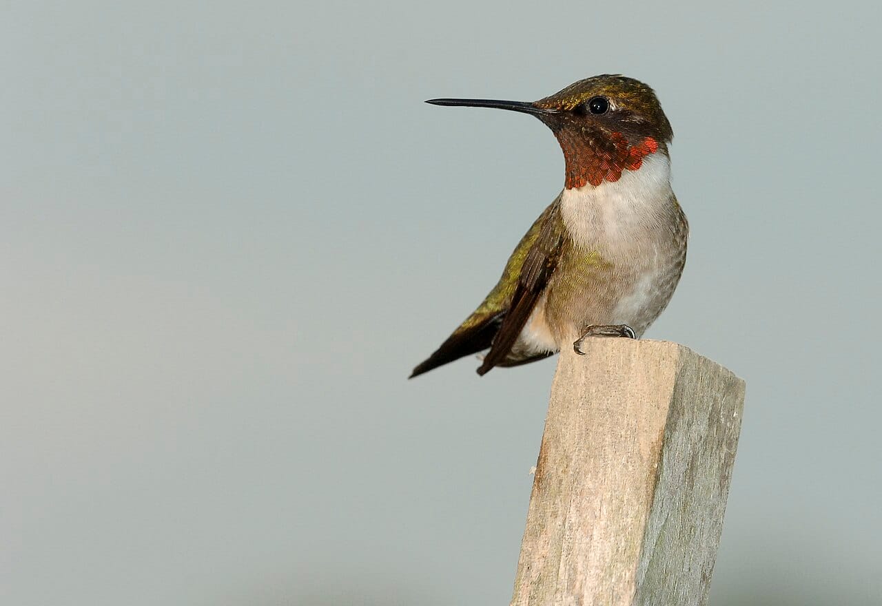 A male ruby-throated hummingbird. The red throat is structural colour produced by layered platelets in the feather barbules, which is why it flashes and disappears with the angle of view.