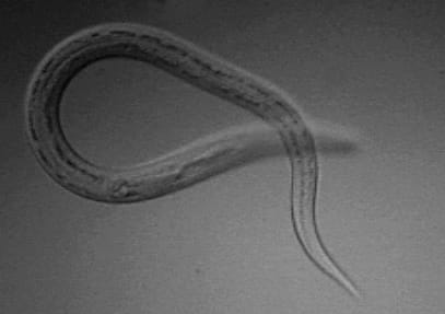 A hookworm larva. Deliberate helminth infection has been trialled as a therapy on the reasoning that the immune system evolved alongside such organisms, with results so far inconsistent.