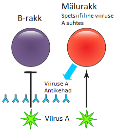 Original antigenic sin, in which the immune system responds to a variant using memory of the first version it met. This is one reason repeated influenza vaccination does not always produce the expected protection.