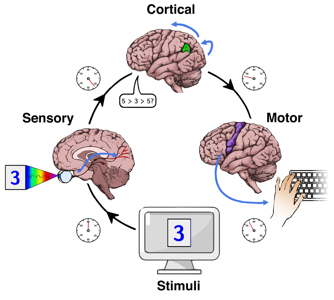 The stages of a reaction-time task. The test infers association strength from the difference in how quickly two pairings can be sorted, measured in milliseconds.