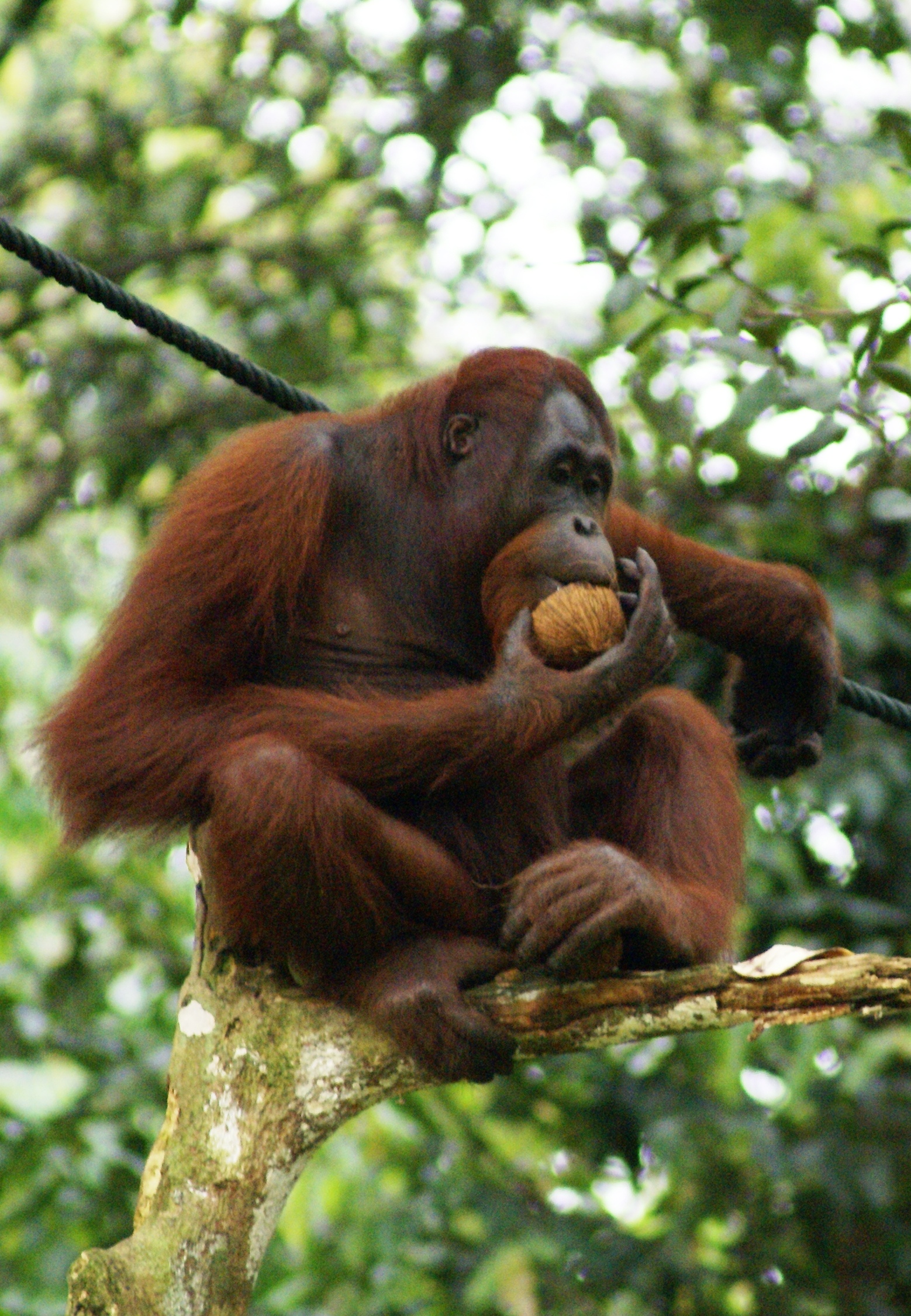 An orangutan in the rainforests of Borneo and Sumatra. Found nowhere else, these great apes are a symbol of Indonesia's biodiversity and of the threat that deforestation poses to it.