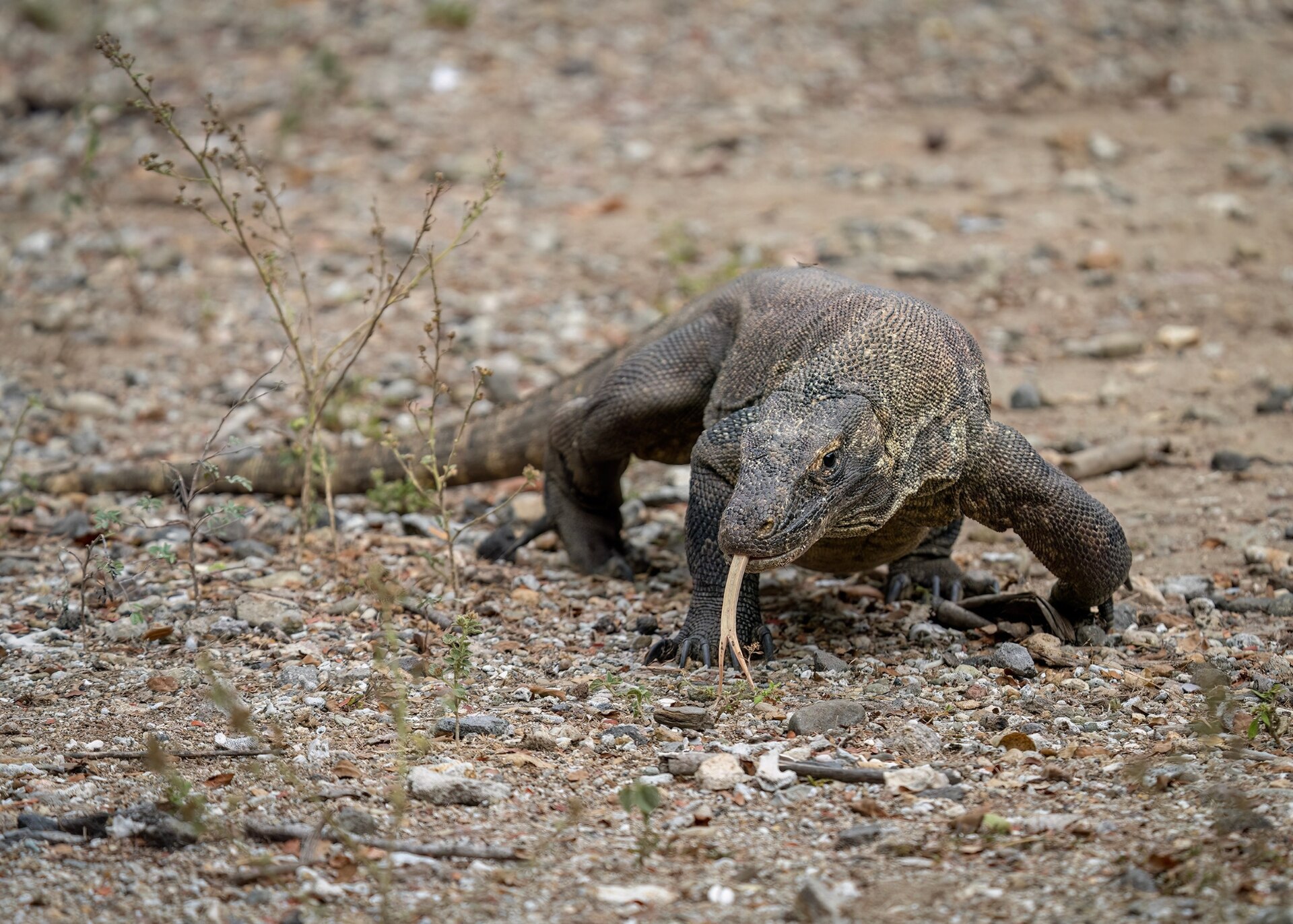 The Komodo dragon, the world's largest living lizard. Growing up to three metres long, it is found only on a handful of Indonesian islands.