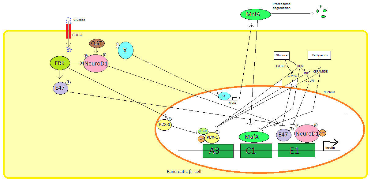 Activation of the insulin gene. Human insulin was the first medicine produced by recombinant DNA technology, approved in 1982.
