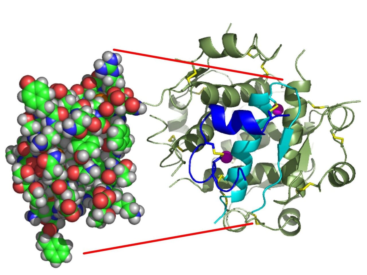 An insulin molecule. Frederick Sanger determined its complete amino acid sequence in 1955, the first protein to be sequenced, which established that proteins have exact rather than approximate compositions.