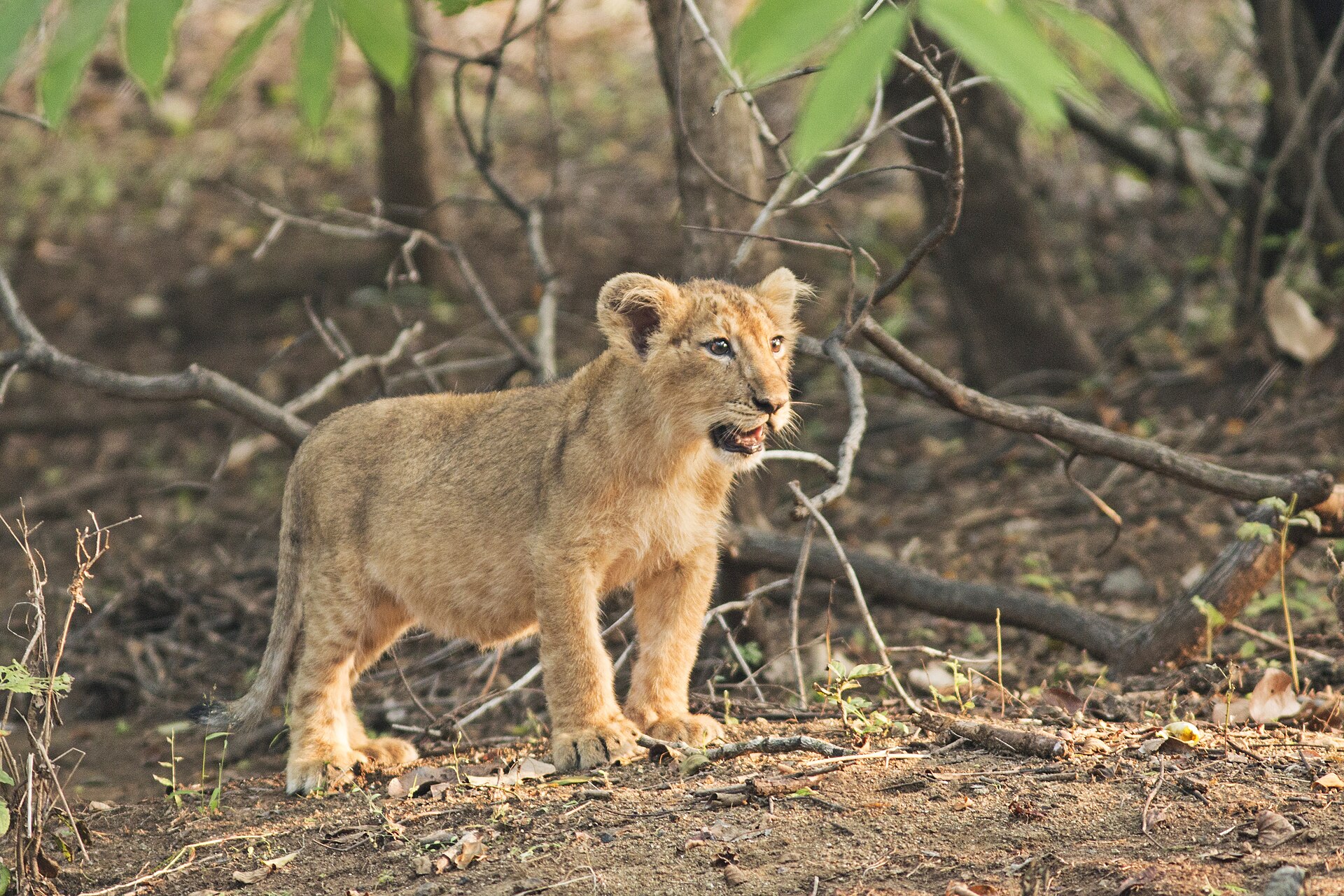 The Asiatic lion, a symbol of Mesopotamia since ancient times and a favourite motif of Babylonian and Assyrian art. Once found across the region, it survives today only in a single forest in India.