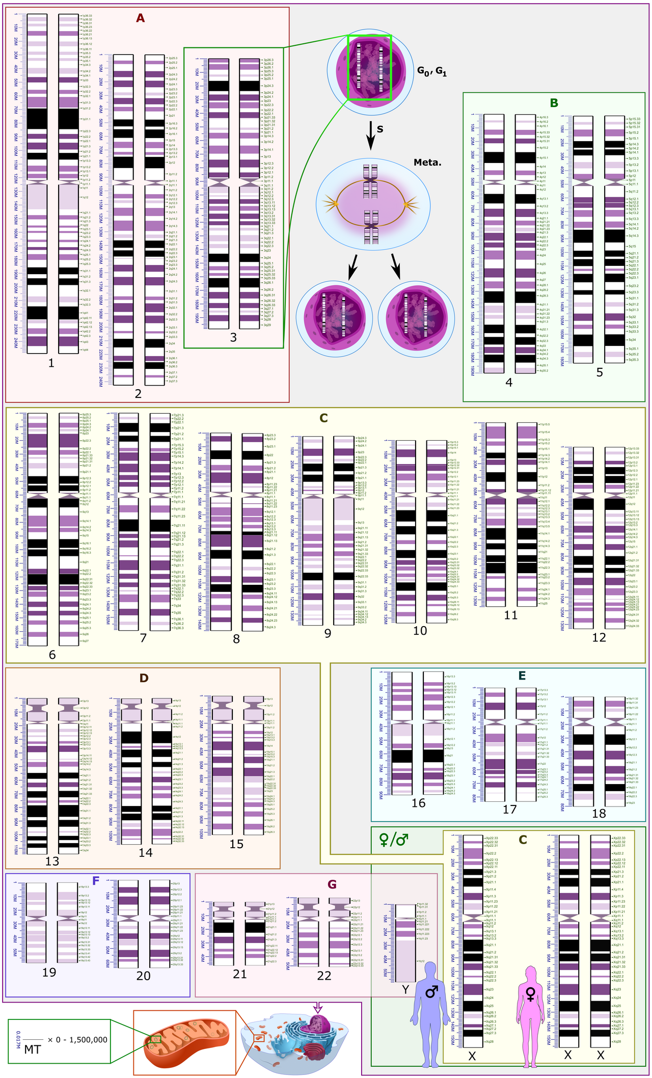 A karyotype with banding. Repetitive and non-coding sequence makes up the large majority of the genome, and how much of it is under selection is the question at issue.