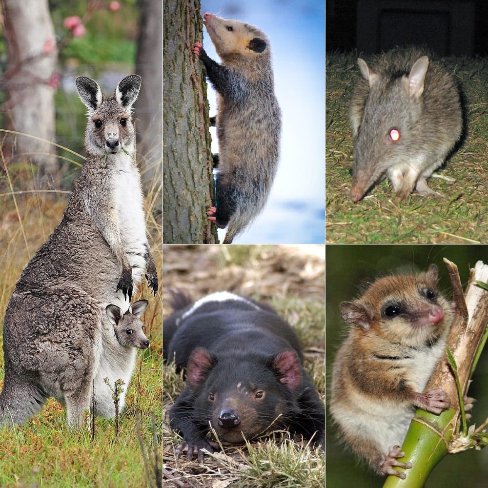 Marsupial diversity. Kangaroos are one branch of a group that fills roles occupied by placental mammals elsewhere, from carnivores to burrowers to gliders.