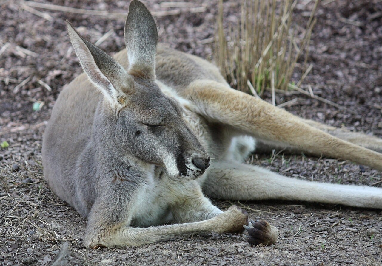 A red kangaroo, the largest living marsupial. Large males reach around ninety kilograms and stand well over 1.6 metres.