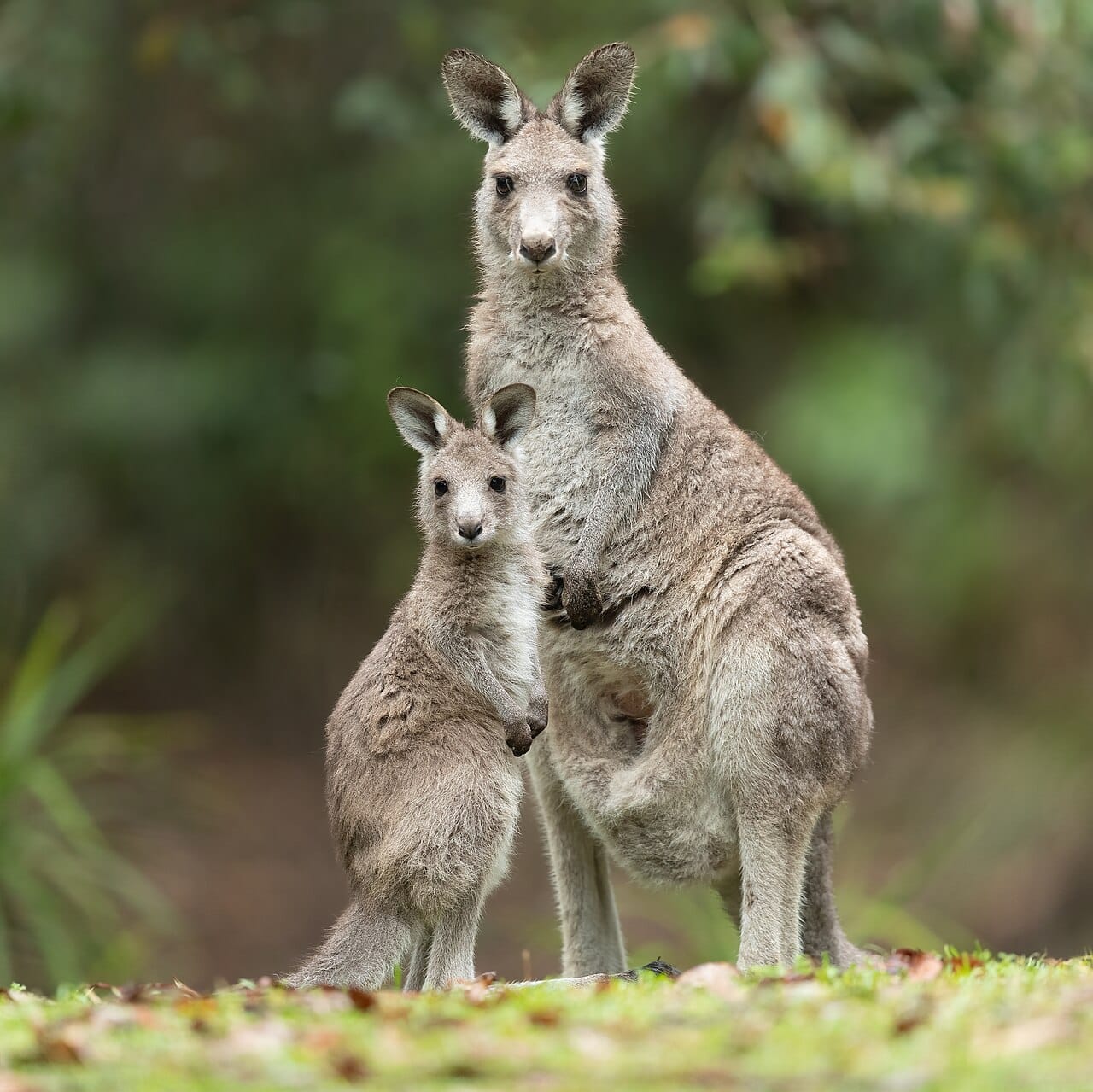 An eastern grey kangaroo. Greys occupy the wetter forest and woodland of eastern Australia, where the reds of the arid interior do not go.