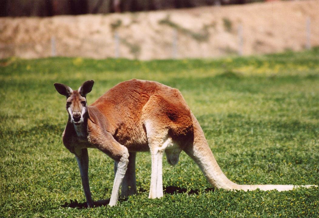 A male red kangaroo, the largest of all marsupials. Credit: Rileypie (Public domain).
