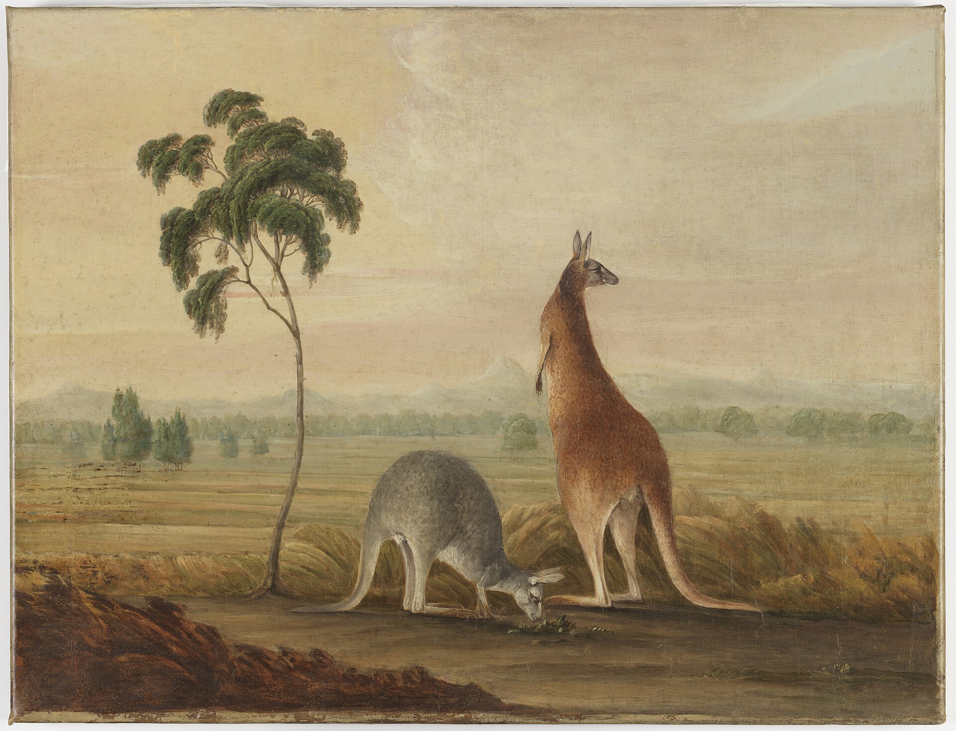 An early-nineteenth-century depiction of red kangaroos, animals that astonished newcomers to Australia. Credit: John Lewin attrib. (Public domain).