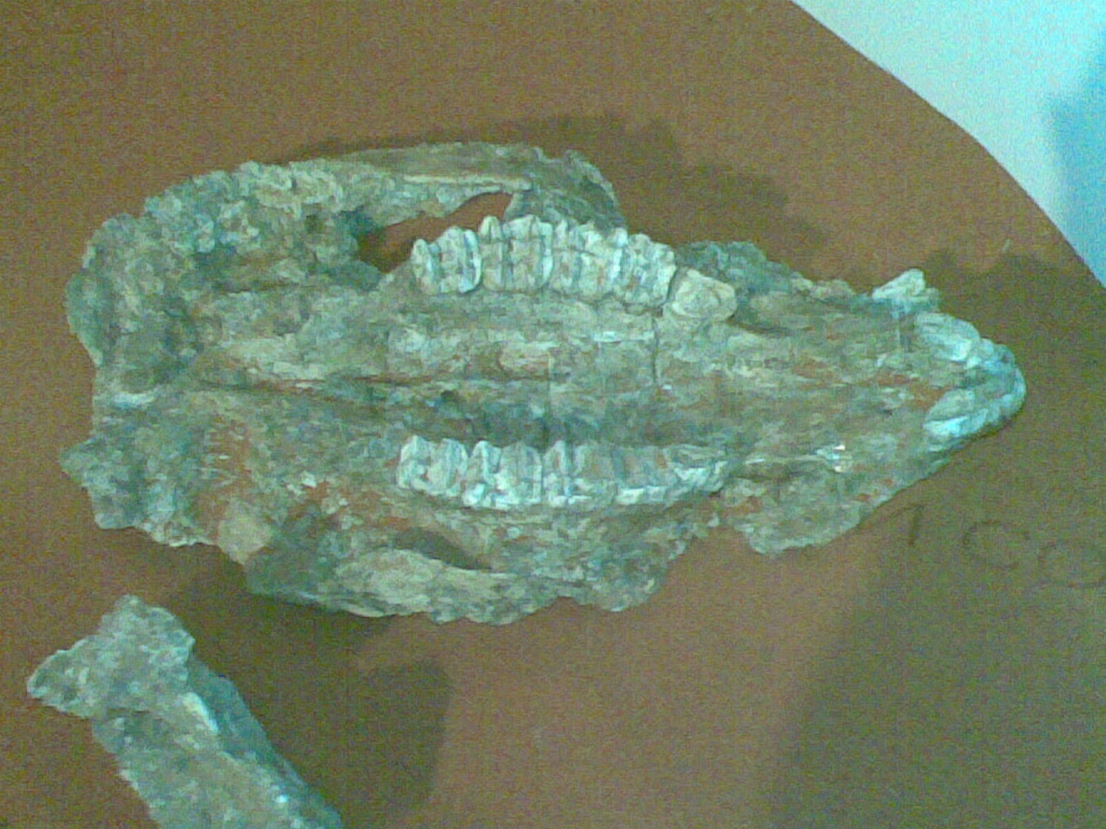 The skull of Sthenurus, a giant short-faced kangaroo that roamed Ice Age Australia. Credit: Enlil Ninlil2 (CC BY-SA 3.0).