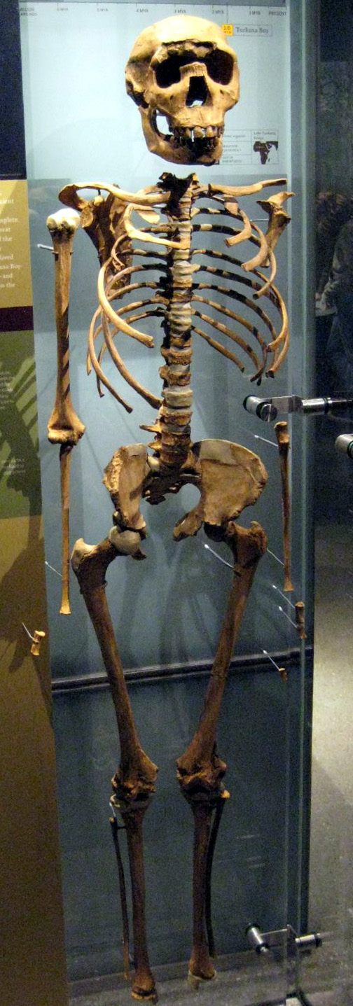Turkana Boy, a remarkably complete Homo erectus skeleton about 1.6 million years old, found near Lake Turkana. Credit: Claire Houck from New York City, USA (CC BY-SA 2.0).