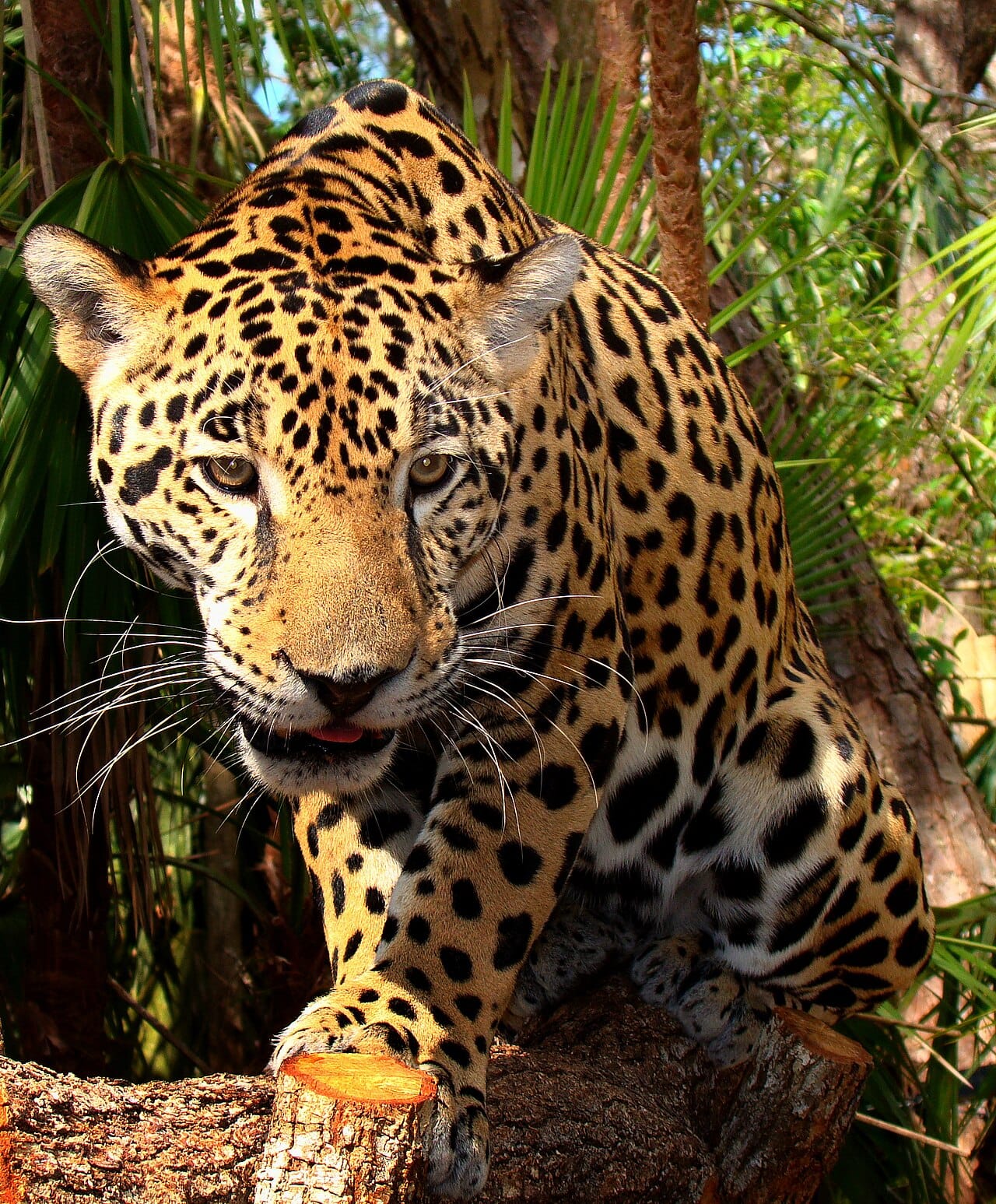 A jaguar. Large predators are the species most often designated keystone, which critics note may partly reflect how visible and how studied they are rather than a measured ecological effect.