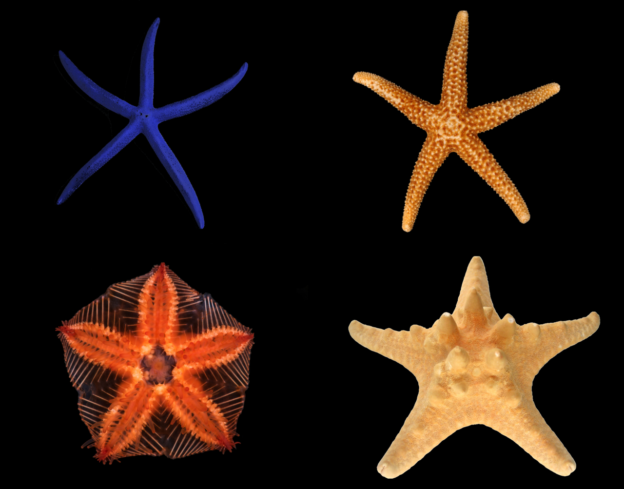 Starfish. Robert Paine's removal experiments on the Pacific coast in the 1960s found that taking out a single uncommon predator collapsed a community from around fifteen species to one.