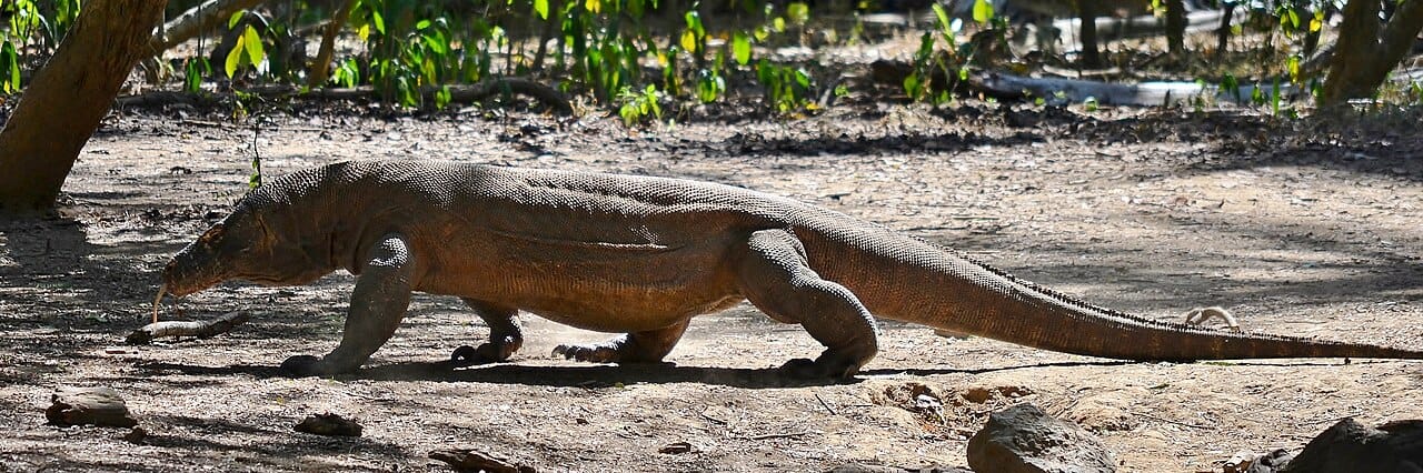 A Komodo dragon. Adults are heavily built with loose scaly skin reinforced by osteoderms, small bones embedded in the skin that develop with age.
