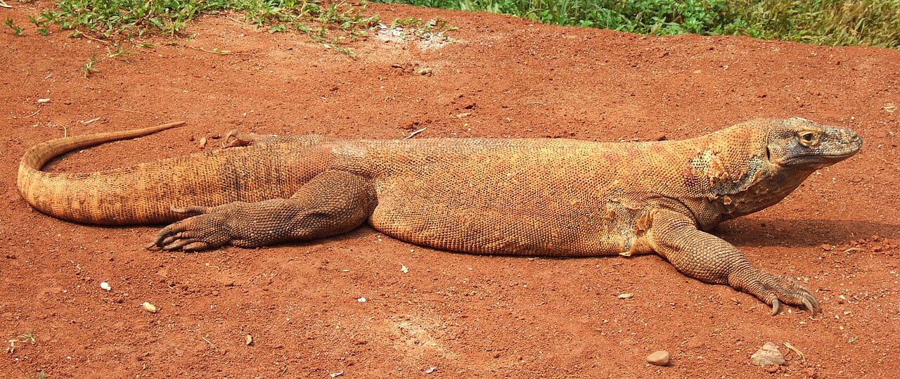 An adult Komodo dragon. At a carcass, animals gather in a size-ordered hierarchy, and large individuals will kill and eat smaller ones.