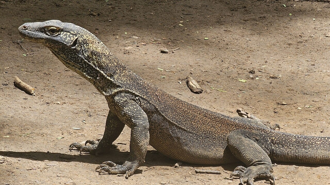 A juvenile Komodo dragon. Young are patterned and spend their early years in trees, largely to avoid being eaten by adults.