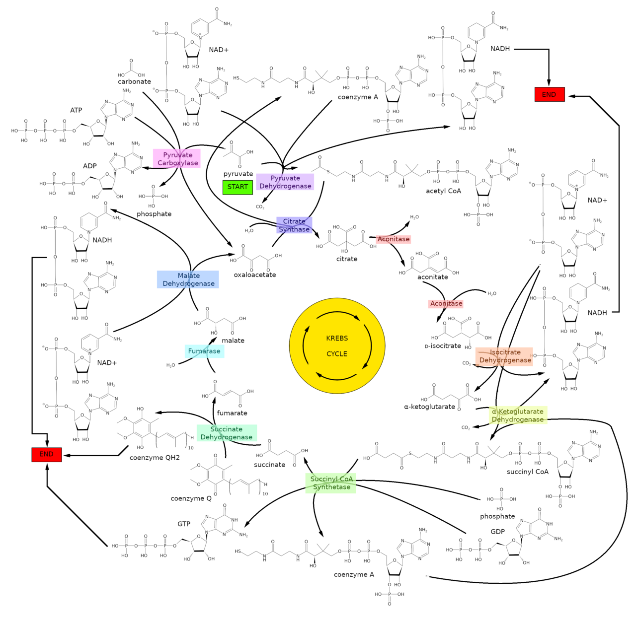 The citric acid cycle. Acetyl groups enter, carbon leaves as carbon dioxide, and electron carriers are loaded for the next stage.