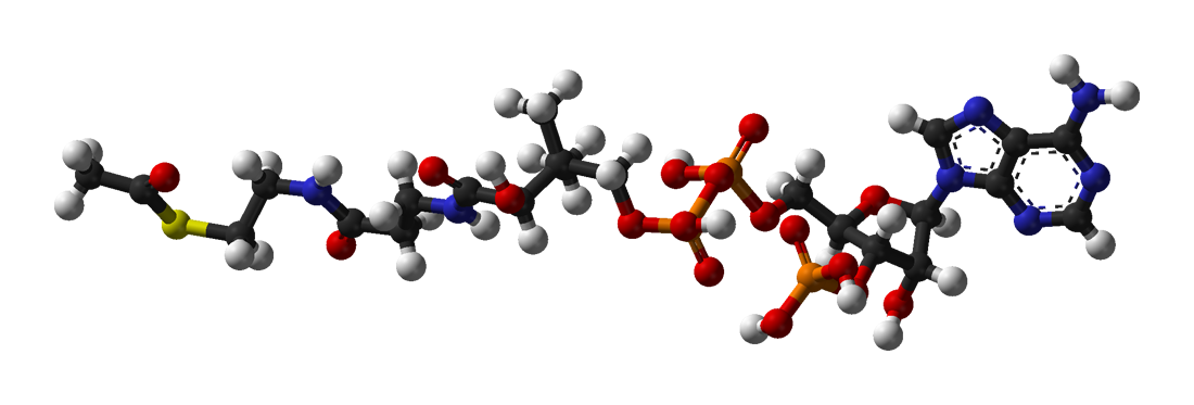Acetyl-CoA, the molecule that carries acetyl groups into the cycle. Carbohydrates, fats and proteins all converge on it, which is why the cycle is metabolism's hub.