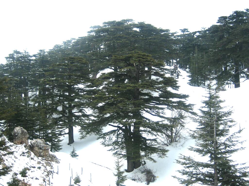 A surviving grove of the cedars of Lebanon high above the town of Bsharri. Prized for their timber since biblical times, these ancient trees are the emblem of the country and appear at the centre of its flag.