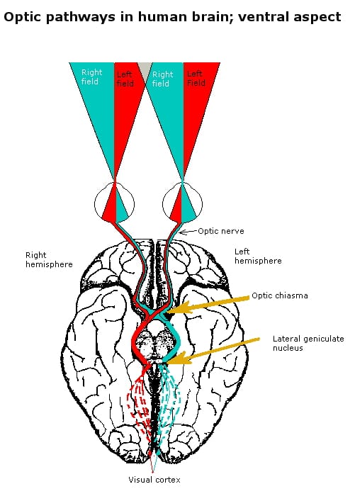 Visual processing pathways. Information crosses between hemispheres constantly in an intact brain, which is precisely what severing the corpus callosum interrupts and what the myth ignores.