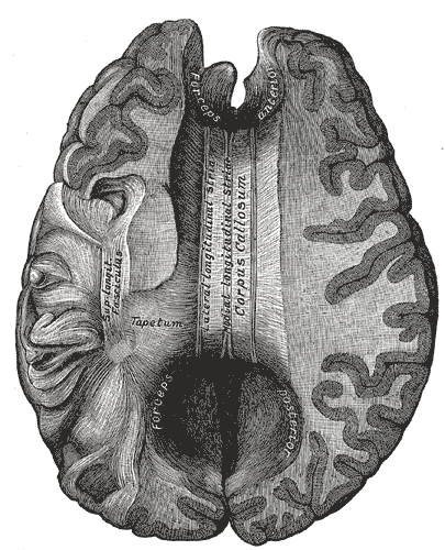 The corpus callosum, the bundle of fibres connecting the hemispheres. Severing it to control severe epilepsy is what made hemispheric functions separately testable.