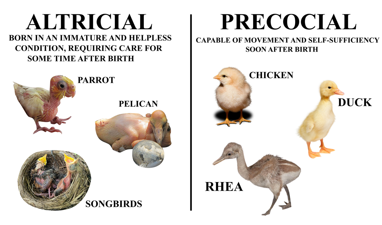 Altricial and precocial birds compared. One hatches helpless and is fed, the other hatches mobile and self-feeding, and the difference is an allocation decision made before hatching.