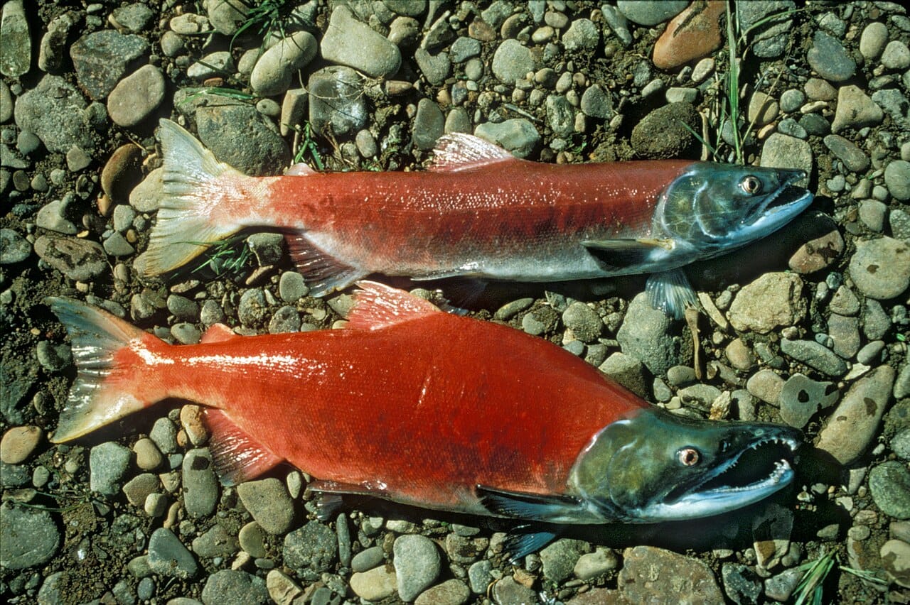 Pacific salmon, which reproduce once and die. Where adult survival to a second breeding season is poor, concentrating everything into a single episode is the predicted strategy.