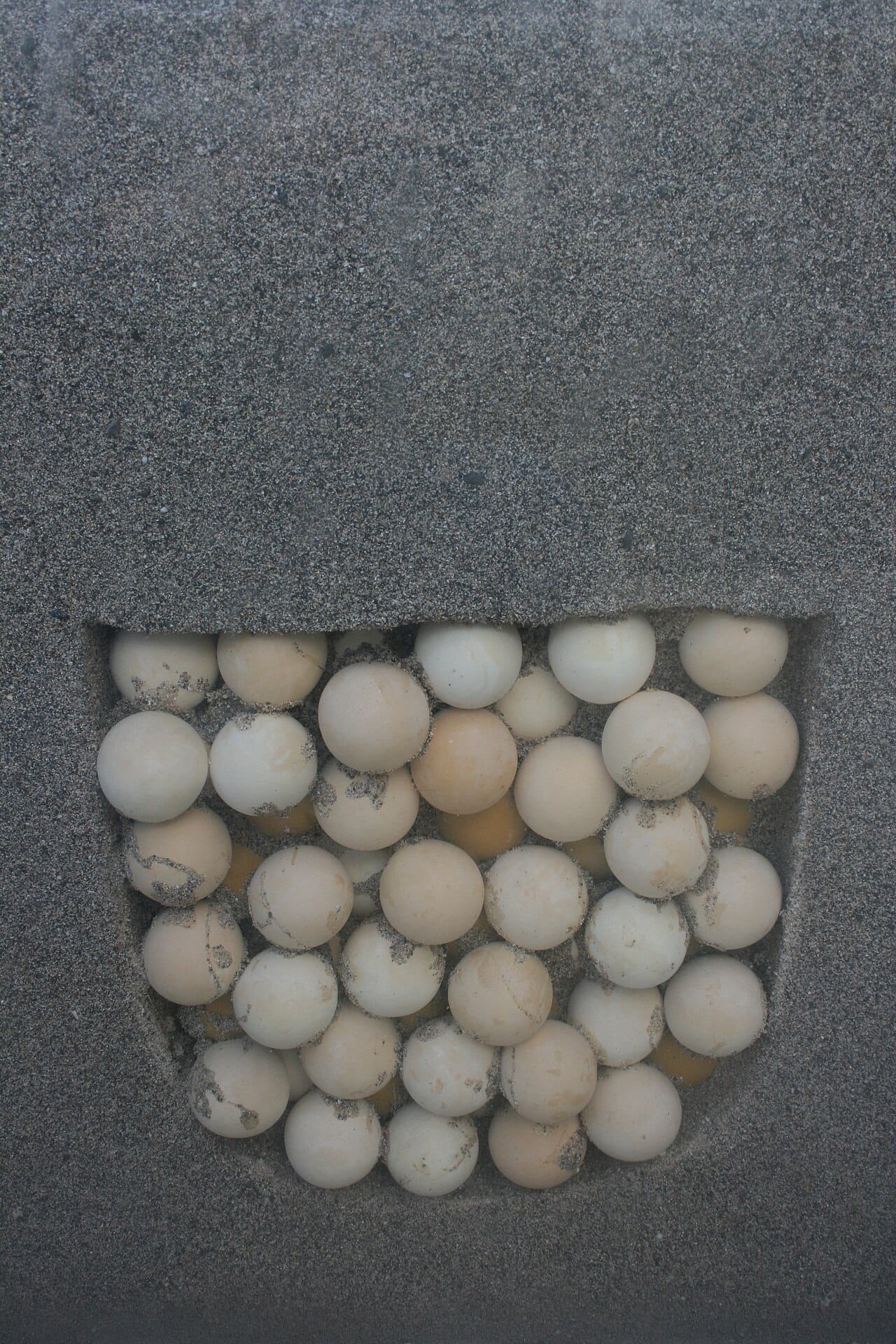 A sea turtle clutch. Producing very large numbers of small offspring is the expected strategy where each has a low and largely uncontrollable chance of survival.