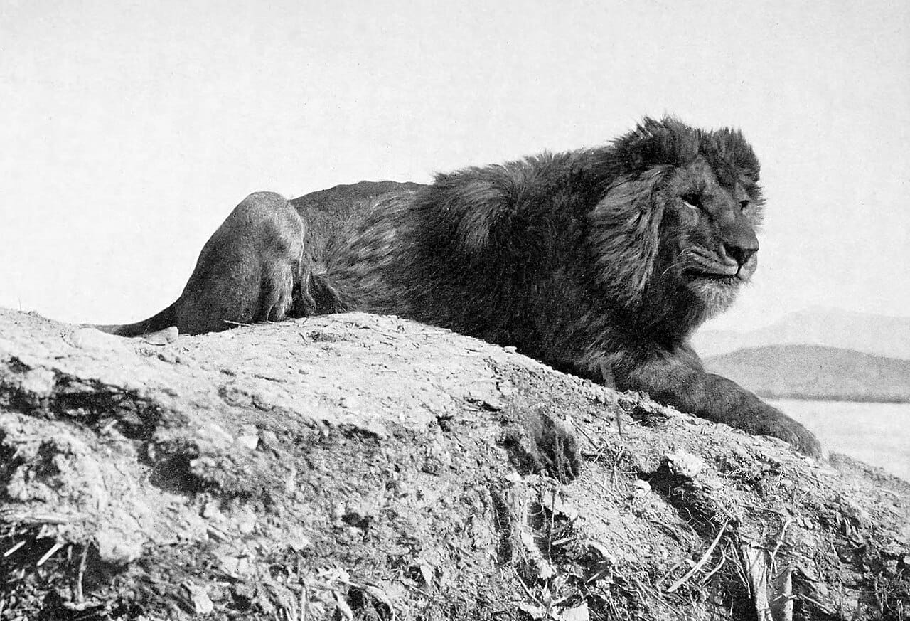 A Barbary lion photographed in 1893. The North African population was hunted out, with the last reliable wild records from Morocco in the 1920s and 1930s; some captive lions carry Barbary ancestry.